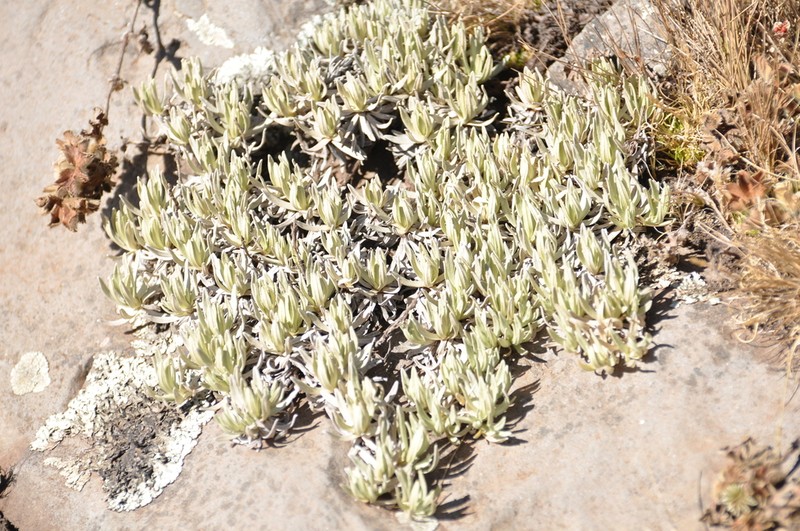 Helichrysum gofense photo 5