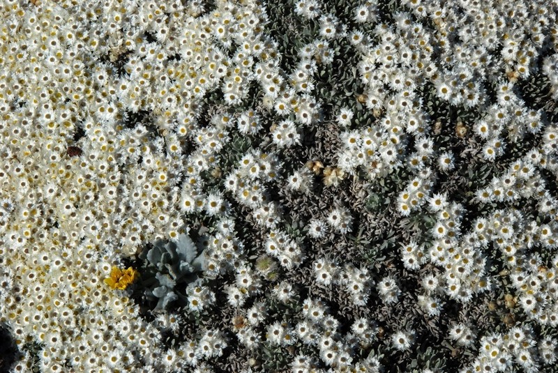 Helichrysum gofense photo 6