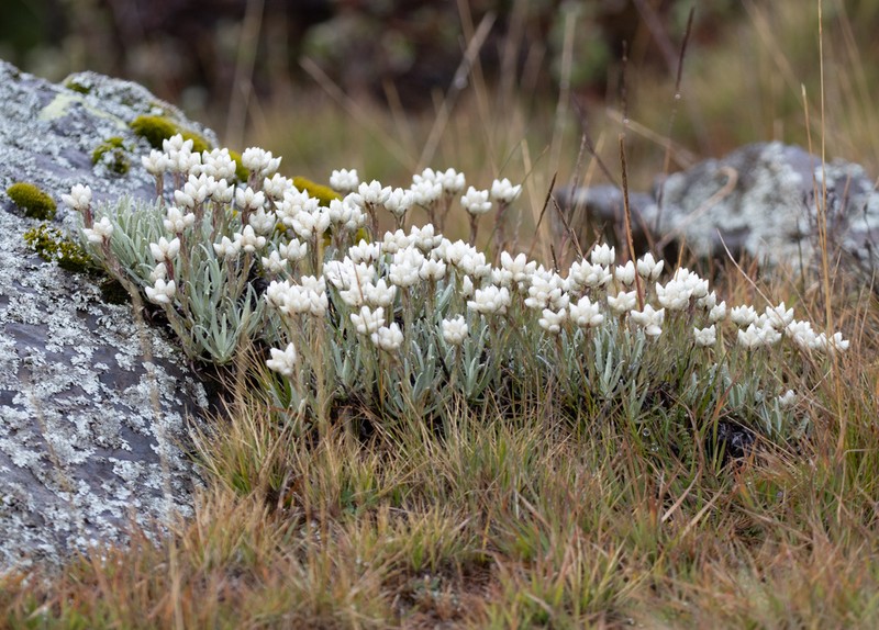 Helichrysum gofense photo 7