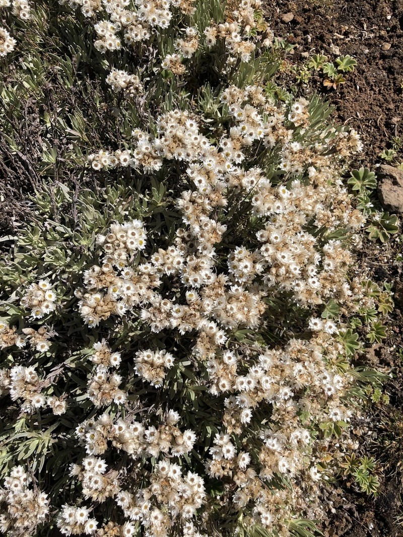 Helichrysum gofense photo 8