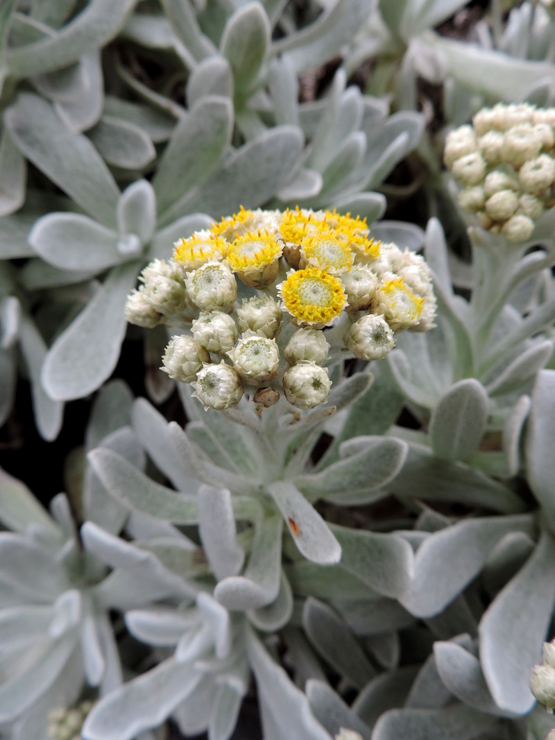Helichrysum gossypinum