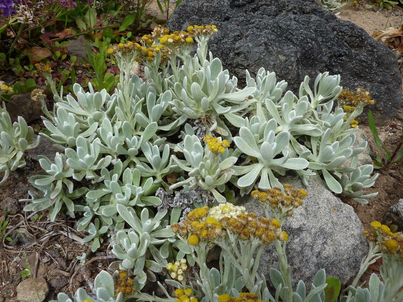 Helichrysum gossypinum photo 2