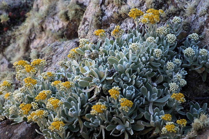 Helichrysum gossypinum photo 3
