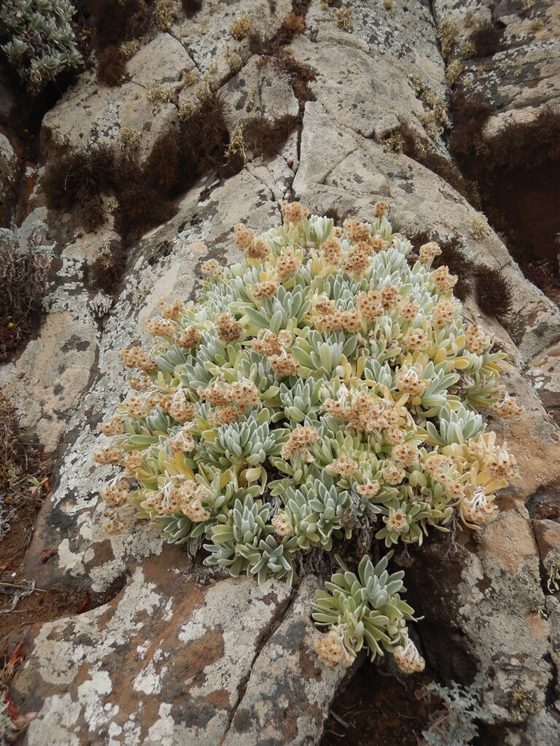 Helichrysum gossypinum photo 4
