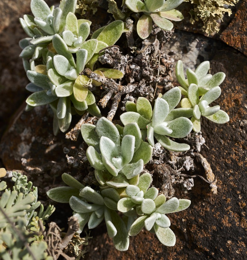 Helichrysum gossypinum photo 5