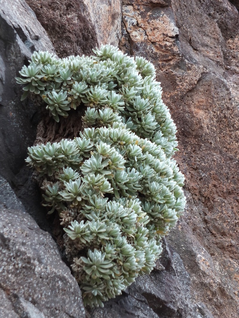 Helichrysum gossypinum photo 6