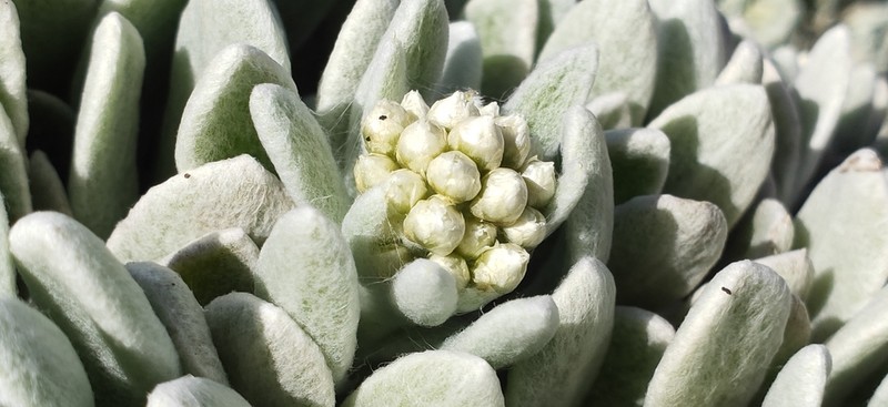 Helichrysum gossypinum photo 7