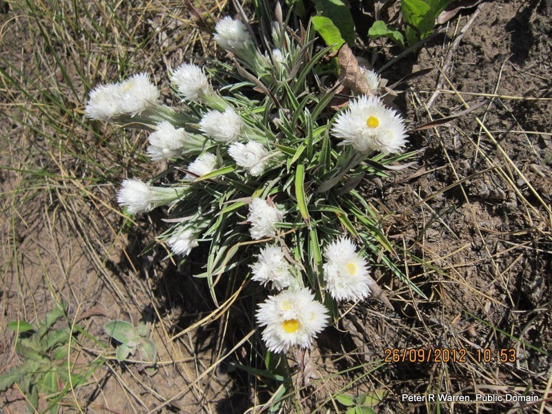 Helichrysum grandibracteatum