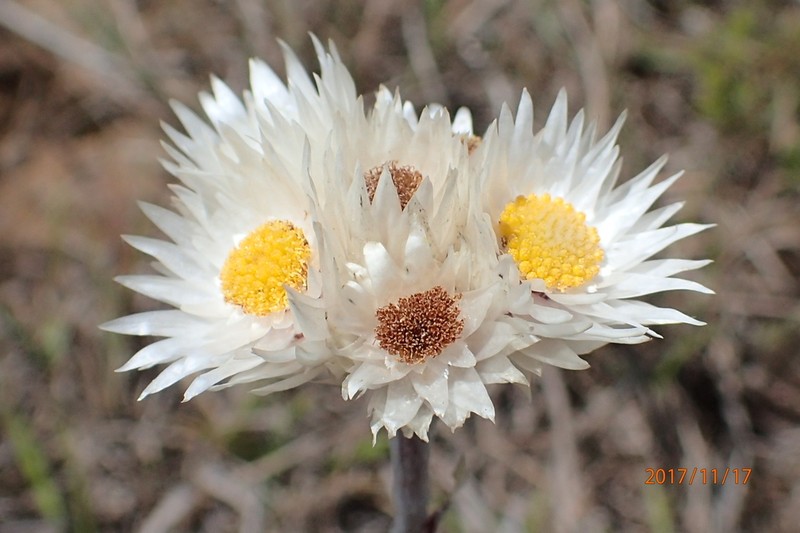 Helichrysum grandibracteatum photo 2