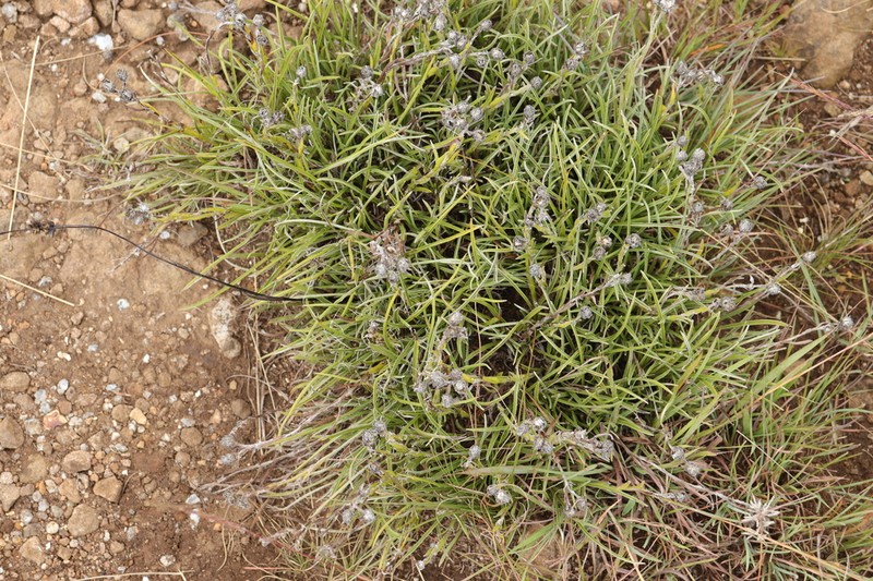 Helichrysum grandibracteatum photo 3