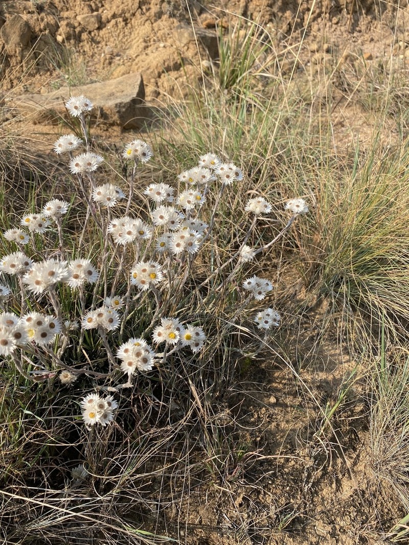 Helichrysum grandibracteatum photo 4