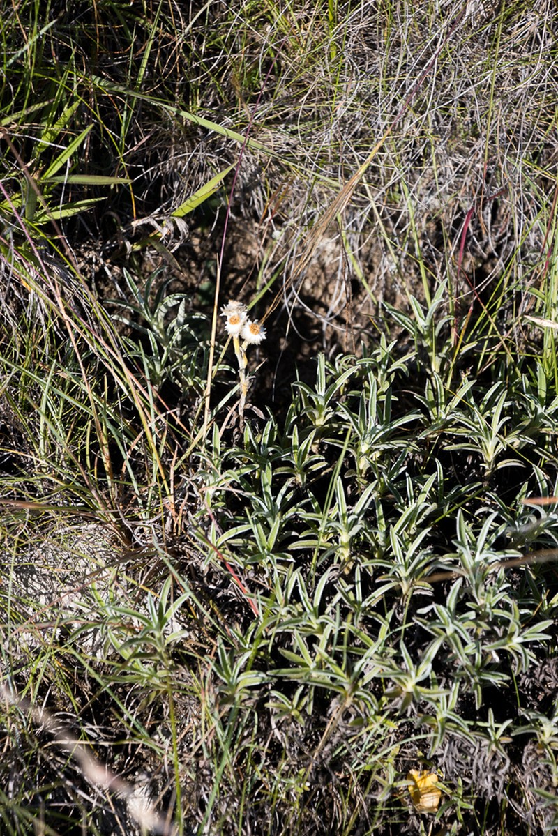 Helichrysum grandibracteatum photo 5