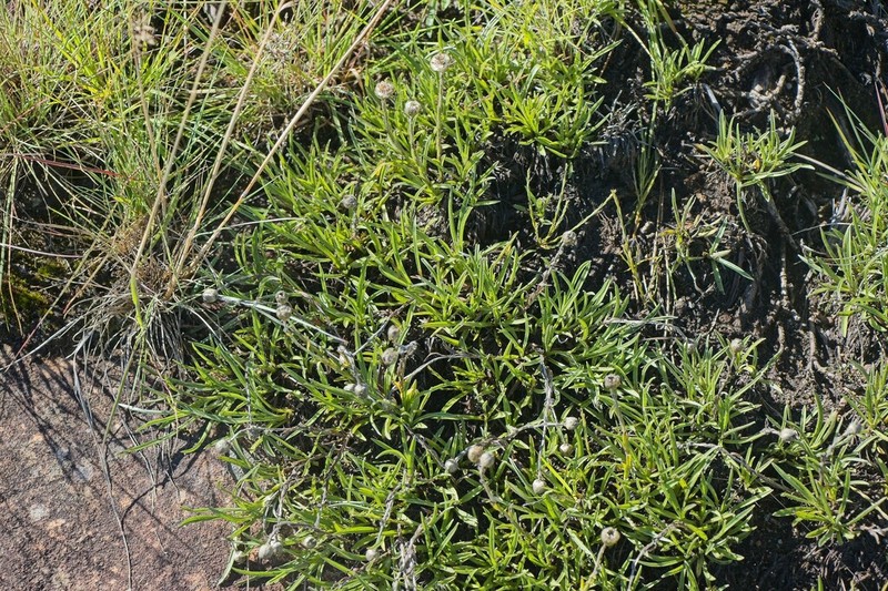 Helichrysum grandibracteatum photo 6