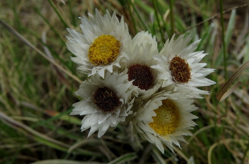Helichrysum grandibracteatum photo 7