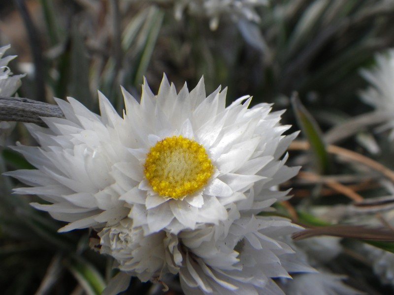 Helichrysum grandibracteatum photo 8