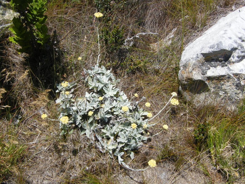 Helichrysum grandiflorum
