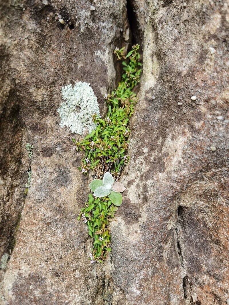 Helichrysum grandiflorum photo 2