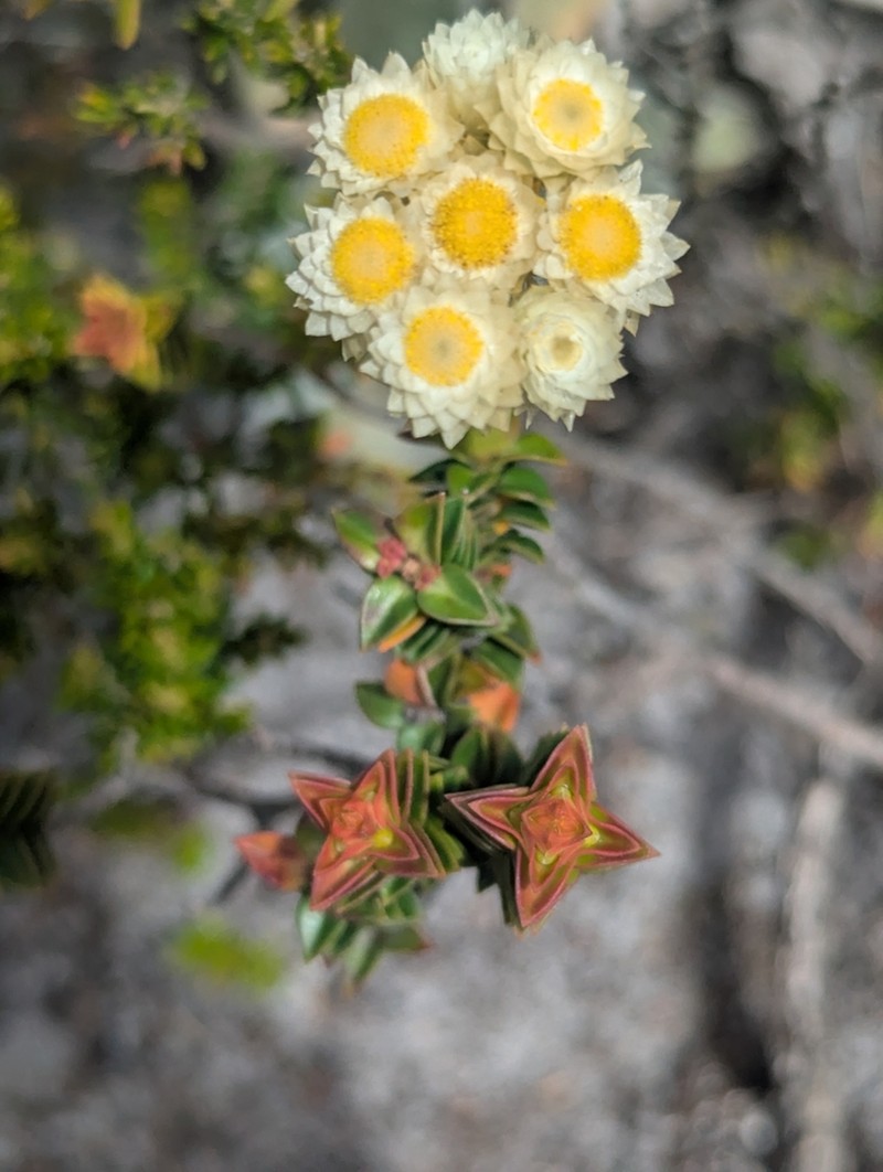 Helichrysum grandiflorum photo 3