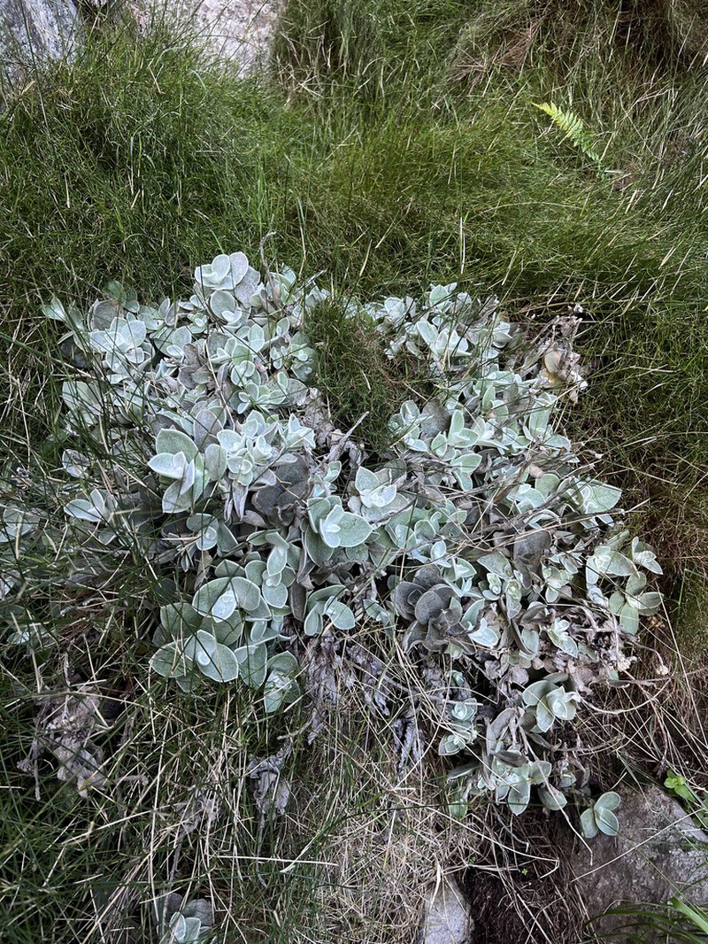 Helichrysum grandiflorum photo 4