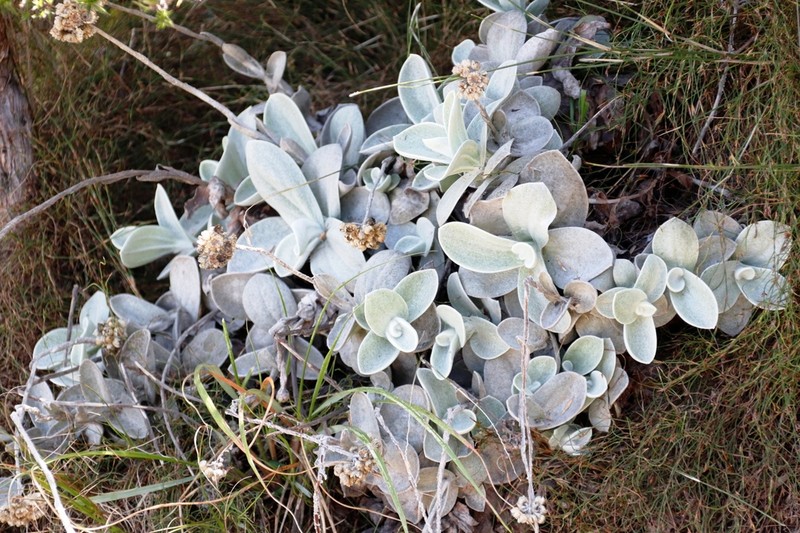 Helichrysum grandiflorum photo 5