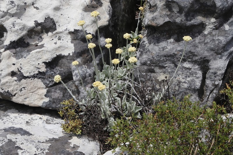 Helichrysum grandiflorum photo 6