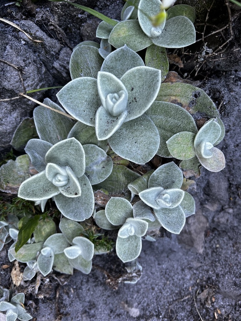 Helichrysum grandiflorum photo 7