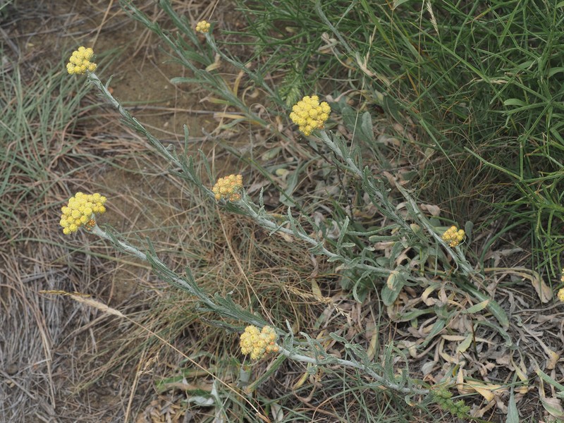 Helichrysum graveolens