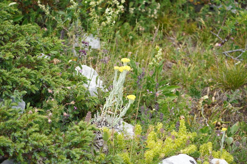Helichrysum graveolens photo 2