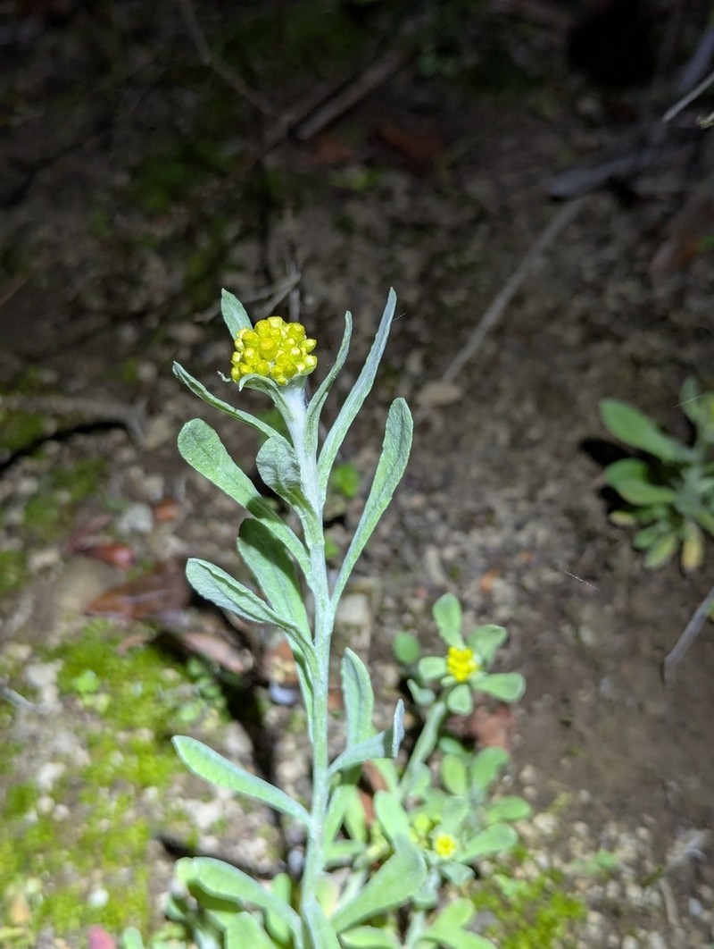 Helichrysum graveolens photo 3