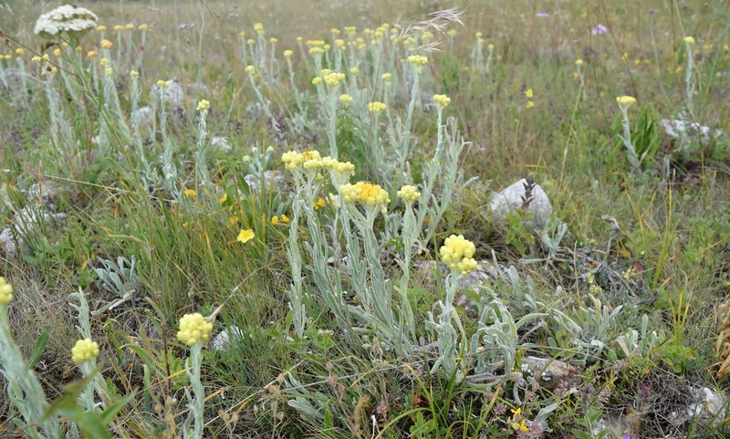 Helichrysum graveolens photo 4