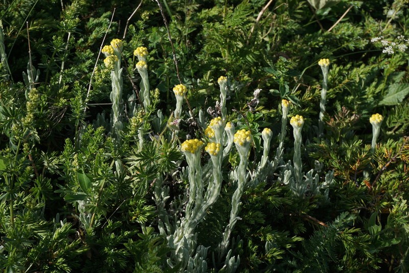 Helichrysum graveolens photo 5