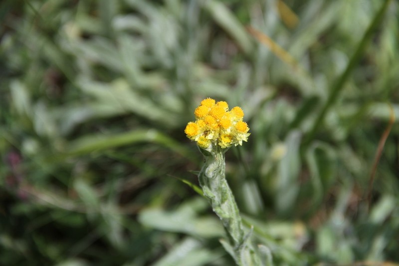 Helichrysum graveolens photo 6