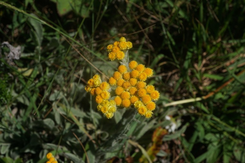 Helichrysum graveolens photo 7