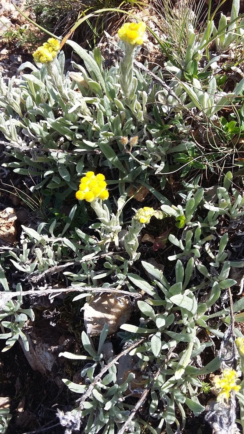 Helichrysum graveolens photo 8