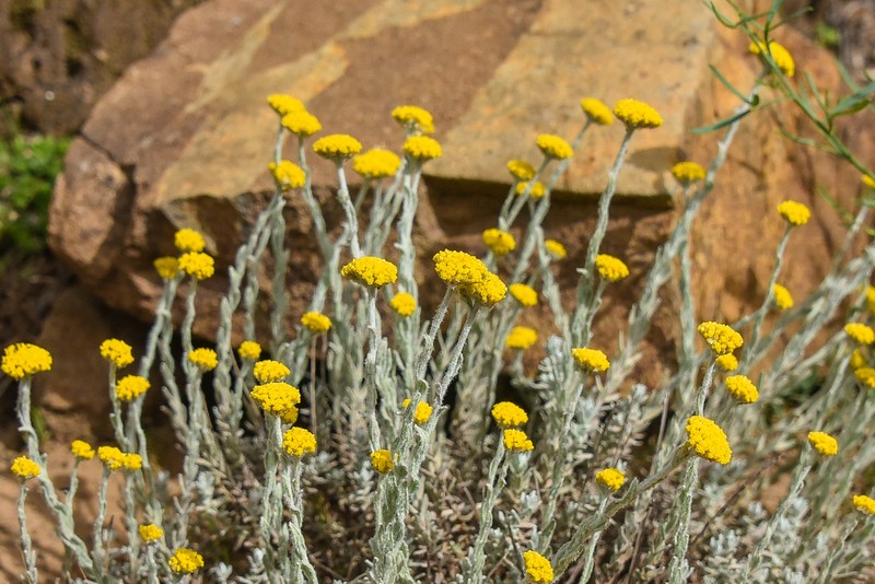 Helichrysum griseolanatum