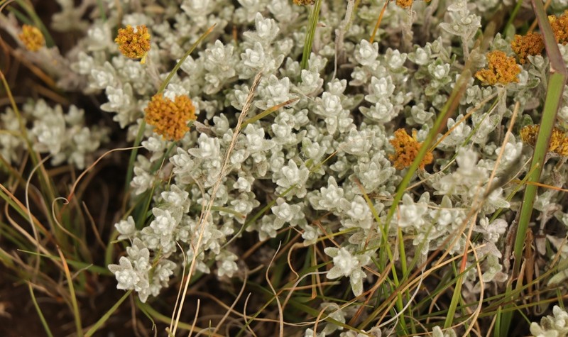 Helichrysum griseolanatum photo 2