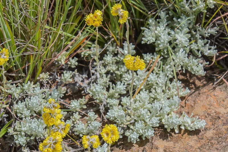 Helichrysum griseolanatum photo 3