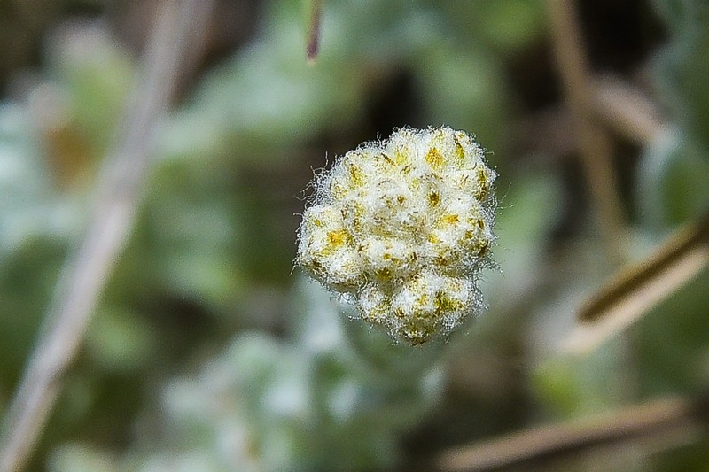 Helichrysum griseolanatum photo 4
