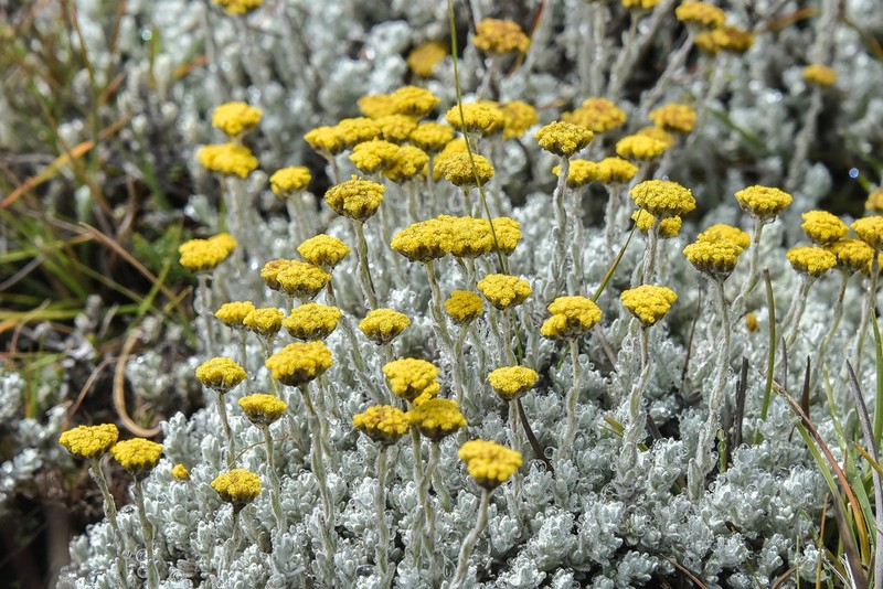 Helichrysum griseolanatum photo 5