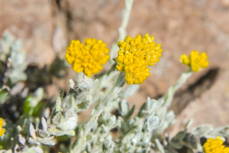 Helichrysum griseolanatum photo 6