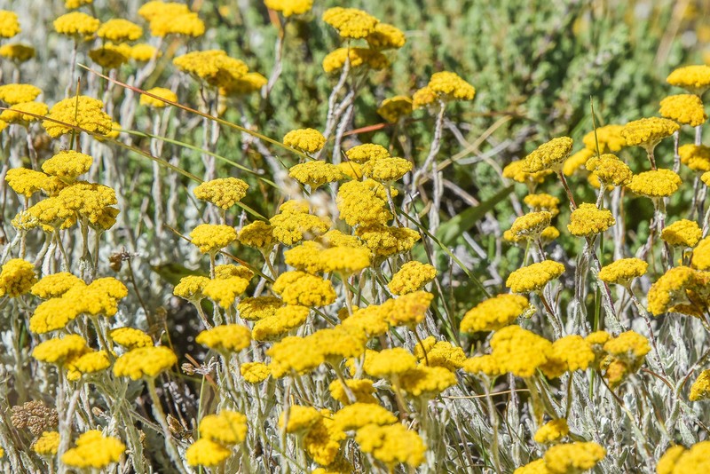 Helichrysum griseolanatum photo 7