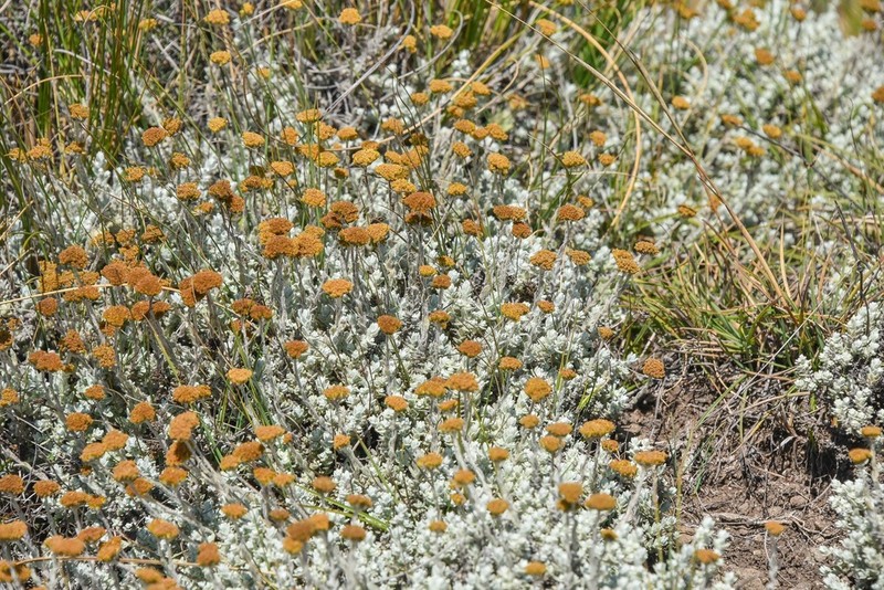 Helichrysum griseolanatum photo 8