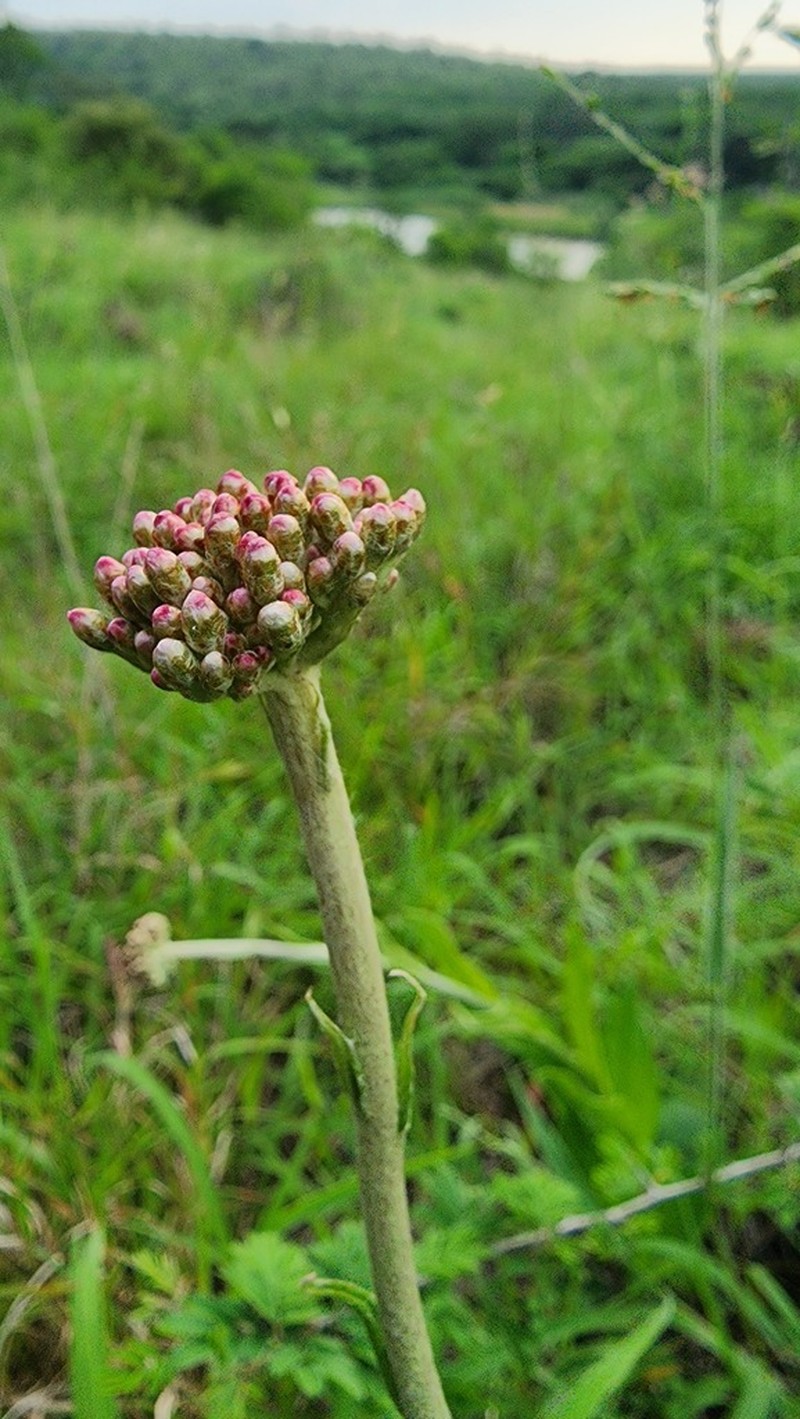 Helichrysum griseum