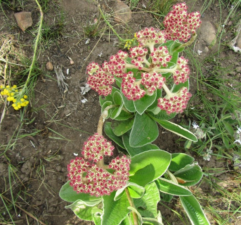 Helichrysum griseum photo 2