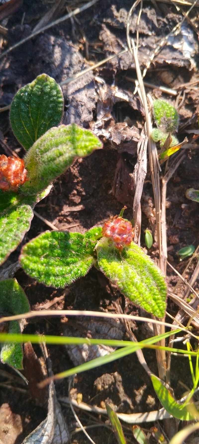 Helichrysum griseum photo 3