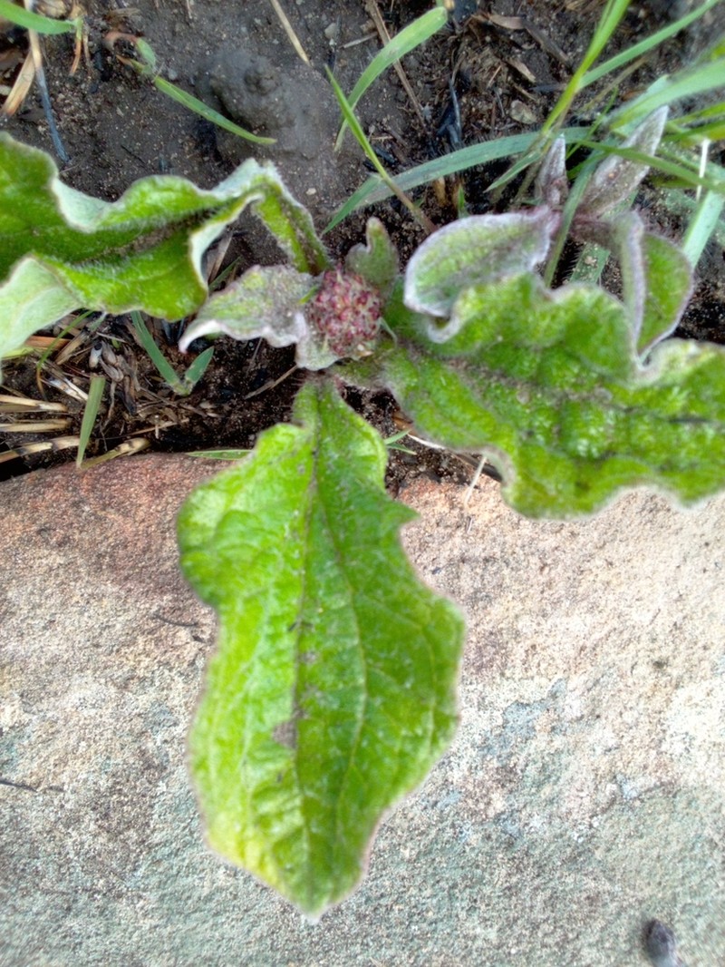 Helichrysum griseum photo 8