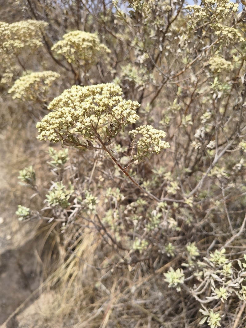 Helichrysum gymnocephalum