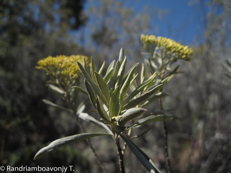 Helichrysum gymnocephalum photo 2