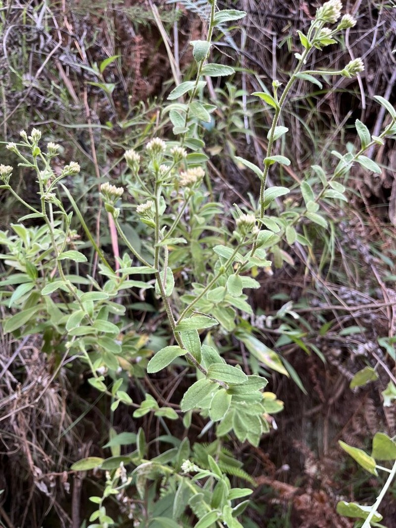 Helichrysum gymnocephalum photo 3