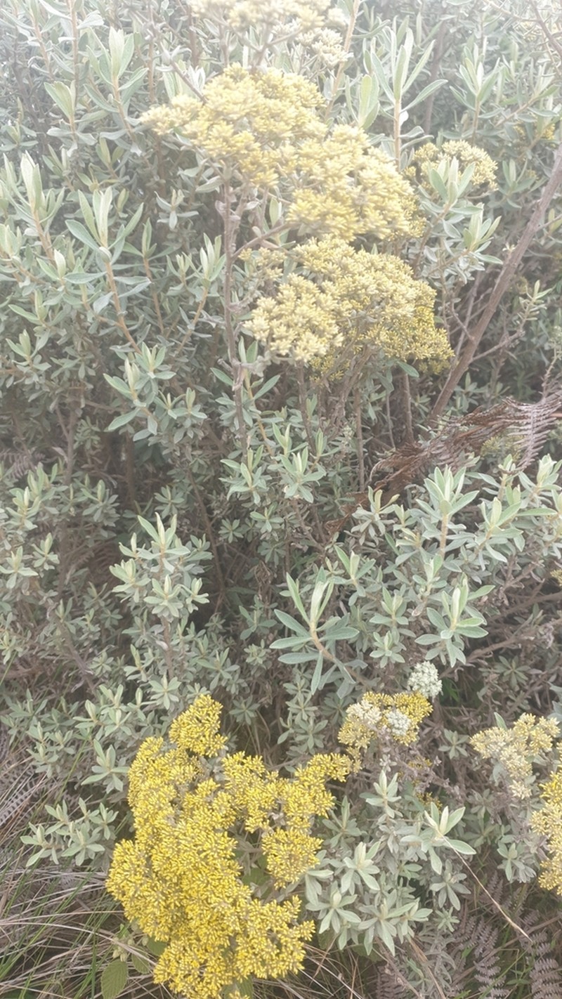 Helichrysum gymnocephalum photo 4